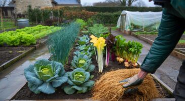 Voici les 10 légumes increvables des maraîchers pour braver la pluie et l’humidité en France, et ce geste simple qui sécurise vos récoltes