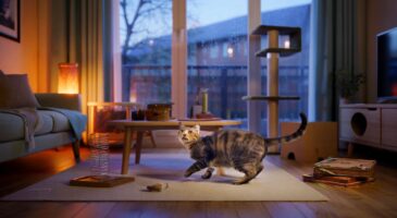 Ce chat qui tourne en rond dans l'appartement en novembre 2025 intrigue partout, voici ce que révèle ce manège sur son moral et sa santé