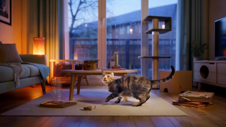 Ce chat qui tourne en rond dans l'appartement en novembre 2025 intrigue partout, voici ce que révèle ce manège sur son moral et sa santé