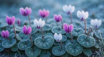 Cette fleur d'ombre explose en couleurs sous le gel : les jardiniers l'adorent, la planter tard ruine tout