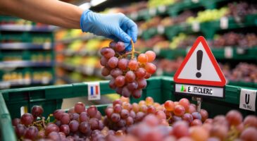 Rappel conso novembre 2025 : ces raisins rouges Red Globe d’Italie vendus en vrac inquiètent, voici ce que doivent faire les clients