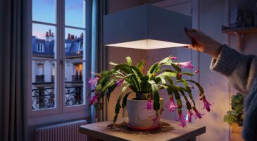 Voici la méthode 2025 pour faire refleurir son cactus de noël en France: 12 à 14 heures qui changent tout