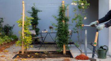 Voici la pergola végétale sans travaux montée en 48 h qui change un jardin, et ce détail à prévoir en novembre 2025