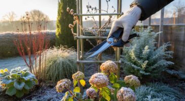 Voici la taille des arbres avant l'hiver 2025 qu'il faut remettre à plus tard : ces variétés à ne pas toucher pour garder la floraison