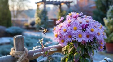 Voici l’aster grimpant, la plante grimpante qui fleurit de novembre à février et bouscule les jardins d’hiver 2025 en silence
