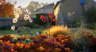 Voici les plantes d’automne qui deviennent encore plus belles fanées en 2025, et ce détail observé en France intrigue les jardiniers