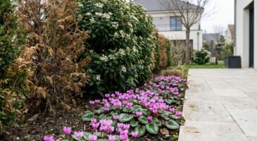 Adieu les haies de thuyas : dès 2026, cet arbuste persistant zéro entretien va s'imposer dans vos jardins