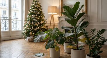 Attention à cette déco de Noël en bombe : elle fait mourir vos plantes en quelques semaines