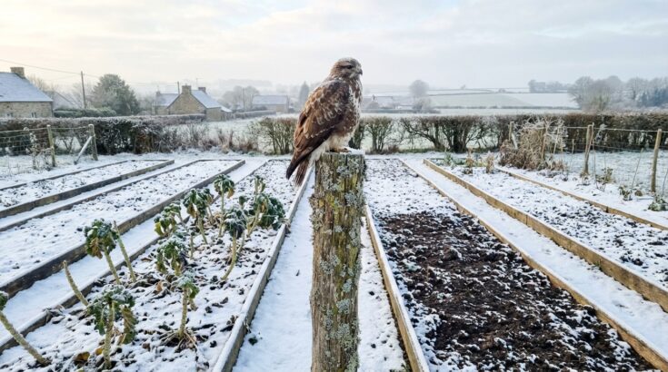 Ce drôle de perchoir protège mon potager de tous les ravageurs sans pesticides, pourquoi personne ne l’utilise ?