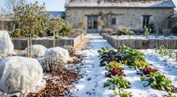 Ce geste venu du Nord qui empêche vos plantes de geler, même quand le thermomètre plonge cet hiver