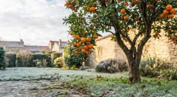 Ce surprenant agrume japonais qui résiste à -12 °C permet enfin de récolter vos propres mandarines en hiver même au nord