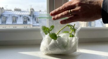 En 24h, j’ai obtenu des racines sur des plantes grâce à cette méthode japonaise et cet objet du quotidien