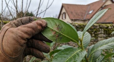Feuilles de laurier tachées : ce signe à contrôler d'urgence avant de condamner toute votre haie