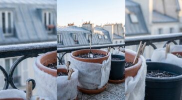 Gel nocturne : cette astuce avec deux objets du quotidien peut sauver vos plantes en pot d’une mort certaine