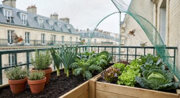 Gifi casse les prix : ce filet à 0,95 € évite que les oiseaux ne dévorent vos récoltes, et beaucoup l’ignorent