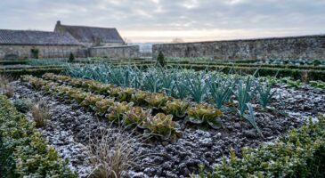 Jardin d’hiver : ces légumes anciens tiennent le gel mieux que les variétés modernes (et les jardineries se taisent)