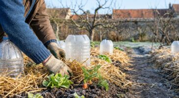 Potager d'hiver : ces 7 réflexes de pro qui évitent 80 % des galères même si vous débutez vraiment