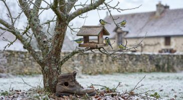 Si les mésanges envahissent votre jardin cet hiver, ne les chassez pas : cela annonce une surprise pour vos récoltes
