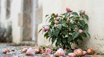 Si votre camélia perd ses boutons cet hiver, ne l’ignorez surtout pas : ce signe cache un problème majeur