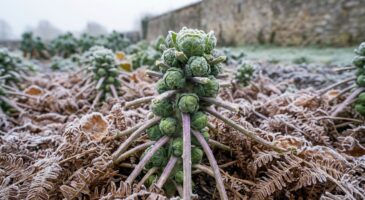 Si vous cultivez des choux, ne passez pas à côté de cette plante de sous-bois qui peut les sauver du gel tout l'hiver
