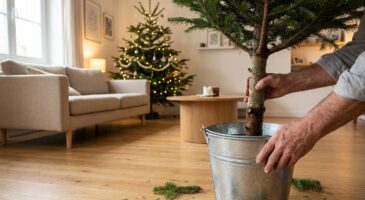 Votre sapin perd déjà toutes ses aiguilles ? ce geste secret des horticulteurs le garde frais jusqu'en janvier