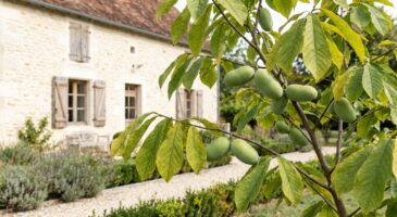 Ce fruitier exotique qui résiste à -25 °C donne un goût de mangue au jardin : pourquoi il faut le planter maintenant