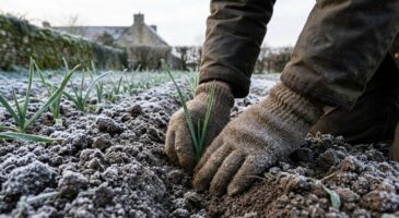 Ce légume d’hiver à planter en janvier promet des récoltes incroyables au potager, ne le négligez pas
