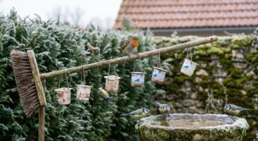 Ces gestes dans votre jardin nuisent aux oiseaux sans que vous le sachiez : comment les corriger dès aujourd'hui