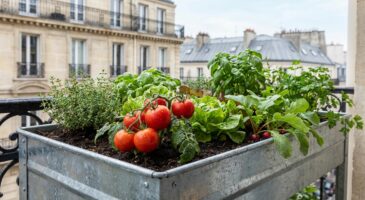 Cette jardinière surélevée à 53 € transforme votre balcon en potager et évite le mal de dos aux débutants