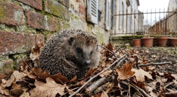 En ville, les hérissons s'effondrent : ce coin oublié à garder dans votre jardin citadin pourrait tous les sauver