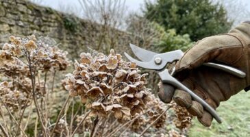 Hortensias : ne coupez plus cette partie haute en hiver, c’est elle qui protège vos fleurs sans que vous le sachiez