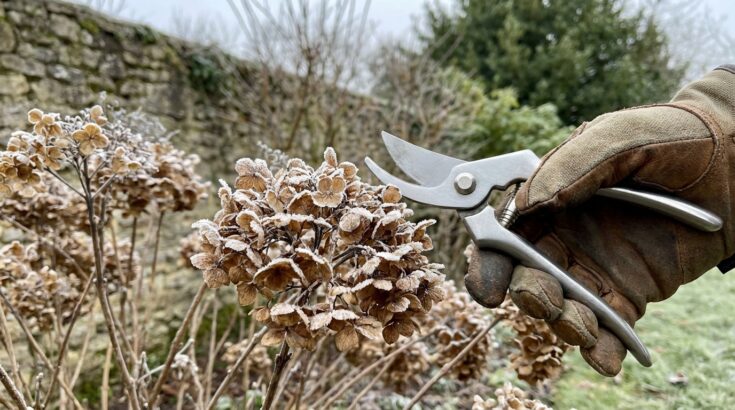Hortensias : ne coupez plus cette partie haute en hiver, c’est elle qui protège vos fleurs sans que vous le sachiez