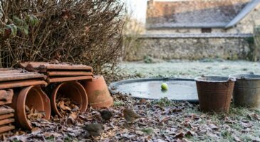 Ils traînent chez vous et peuvent sauver des animaux du gel : ces objets à utiliser dès ce soir
