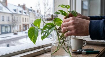 Janvier : ne passez pas à côté de ce simple verre d’eau pour multiplier ces 3 plantes d’intérieur prisées