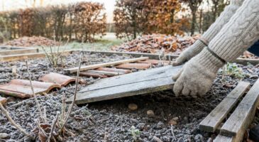Limaces : si vous voulez protéger votre potager en 2026, cette habitude de janvier est à prendre tout de suite