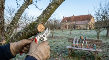 Pommiers, poiriers : cette erreur de calendrier en février ruine vos récoltes, il faut agir dès janvier