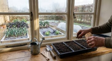 Potager en janvier : ne ratez pas ces légumes à semer maintenant si vous voulez récolter bien avant vos voisins