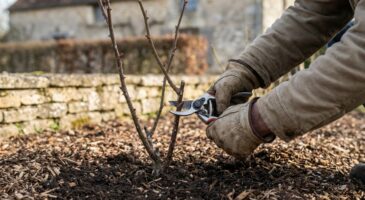 Rosiers : ce geste d’hiver à faire avant fin janvier, sinon vous risquez d’anéantir votre floraison de printemps
