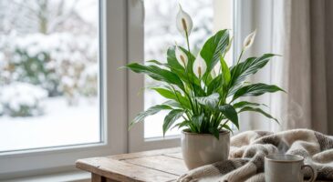 Spathiphyllum : ce détail d’arrosage en hiver fait la différence entre plante splendide et feuilles marron