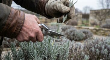 Tailler la lavande en février est une erreur : ce mois d’hiver discret évite de gros dégâts au printemps