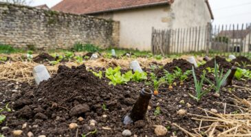 Taupes dans le potager : arrêtez les pièges coûteux, cette méthode naturelle méconnue m’a rendu la paix au jardin