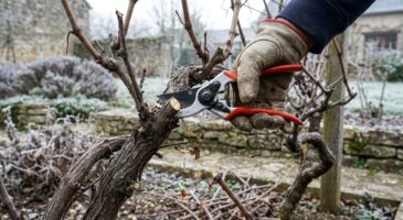 Vigne non taillée en janvier : cette erreur que vous paierez l'été, mais ces gestes peuvent encore sauver votre récolte